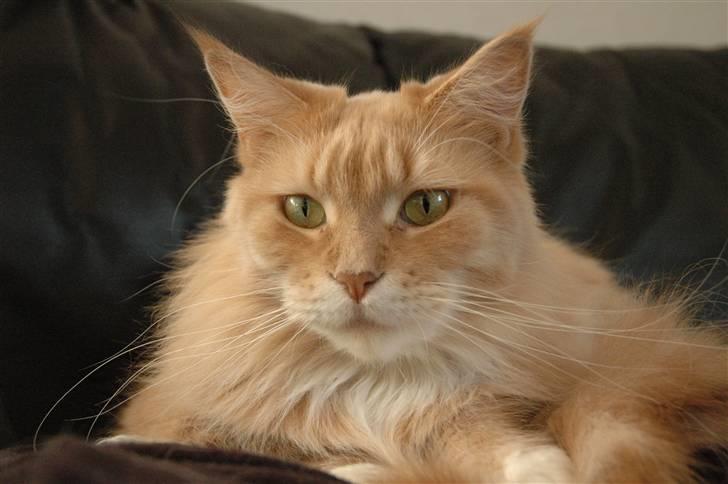 Maine Coon Bitten *R.I.P* billede 6