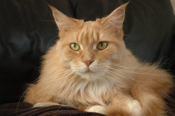 Maine Coon Bitten *R.I.P* billede 7