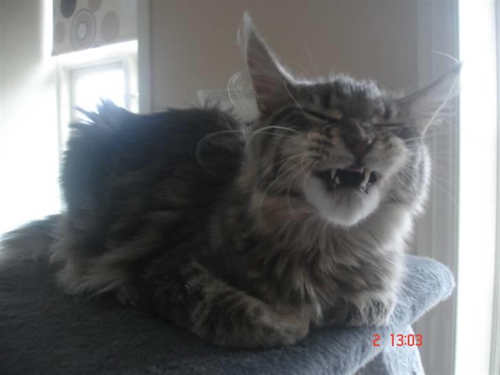 Maine Coon MissB`cats Benelli billede 1