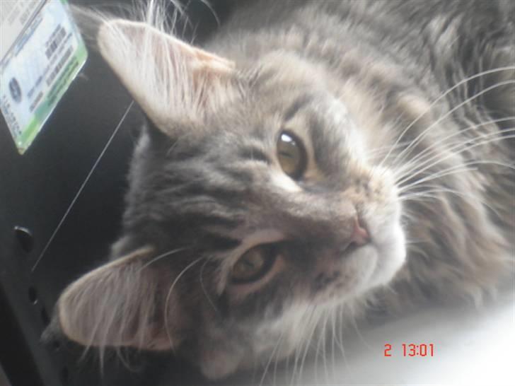 Maine Coon MissB`cats Benelli billede 2