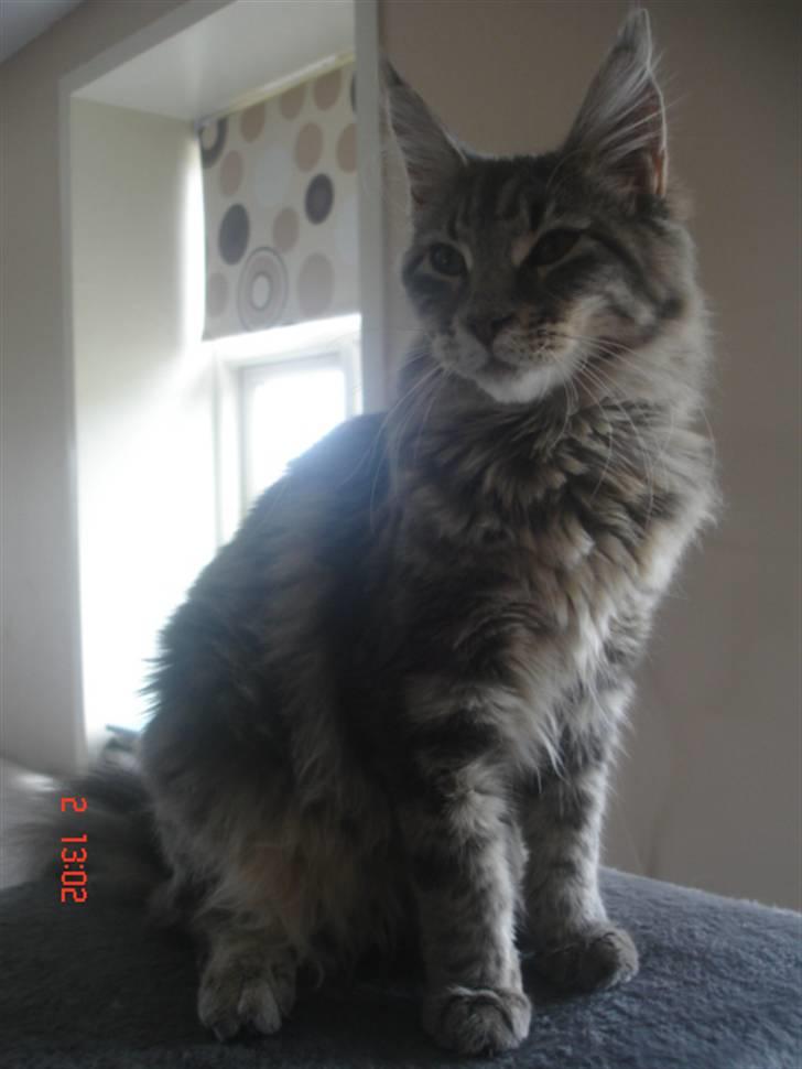 Maine Coon MissB`cats Benelli billede 3