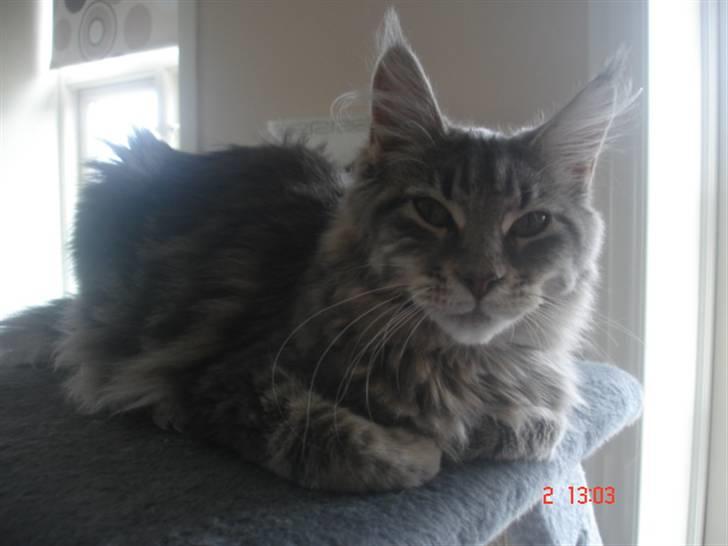 Maine Coon MissB`cats Benelli billede 4