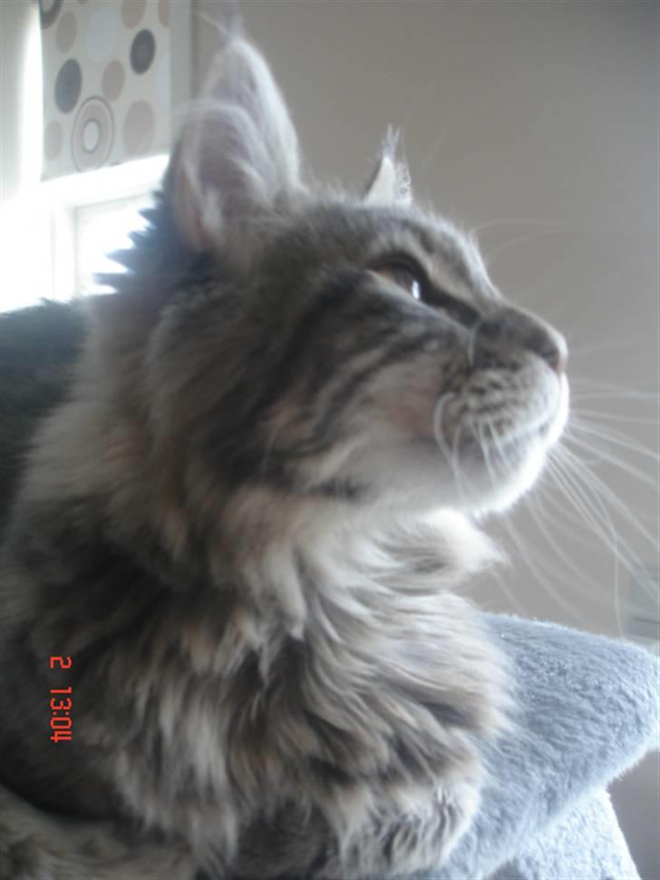 Maine Coon MissB`cats Benelli billede 5