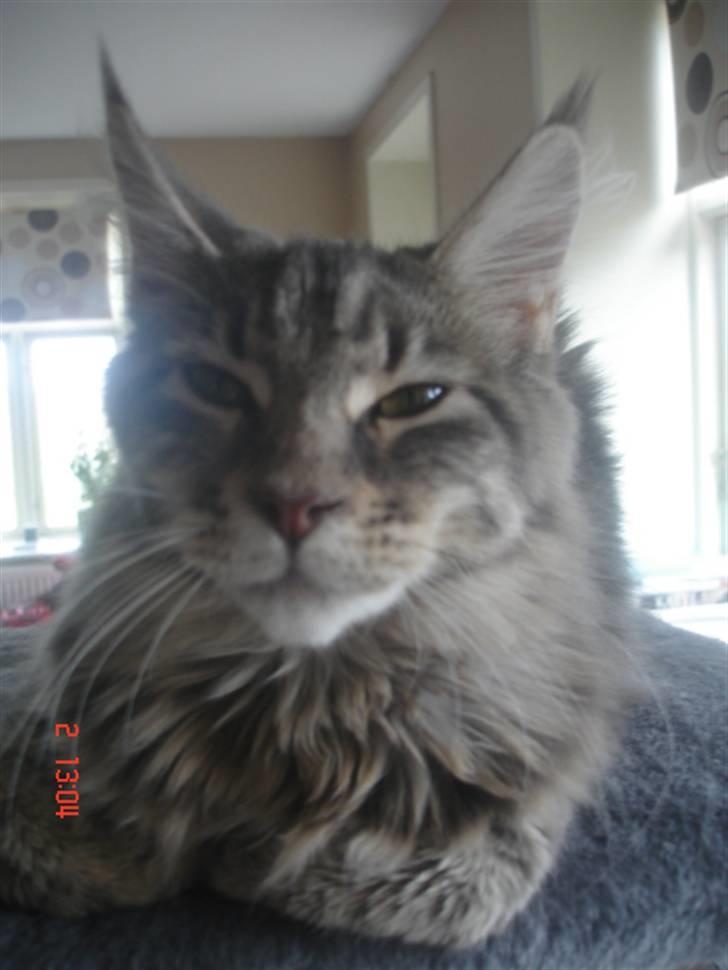 Maine Coon MissB`cats Benelli billede 6