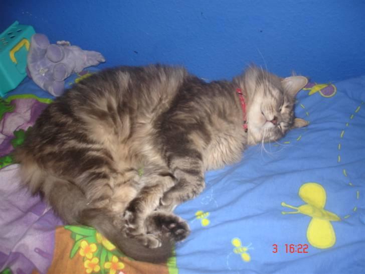 Maine Coon MissB`cats Benelli billede 7