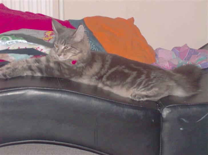 Maine Coon MissB`cats Benelli billede 8