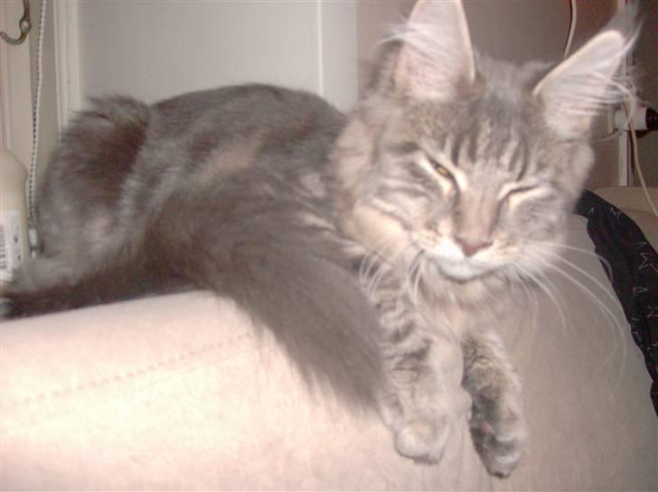 Maine Coon MissB`cats Benelli billede 9