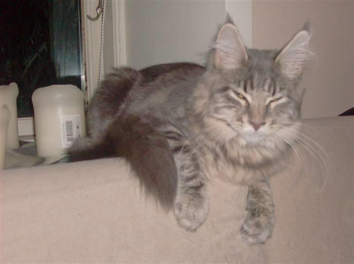 Maine Coon MissB`cats Benelli billede 10