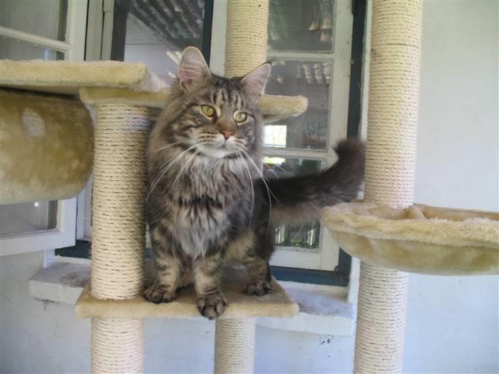 Maine Coon Athilla billede 10