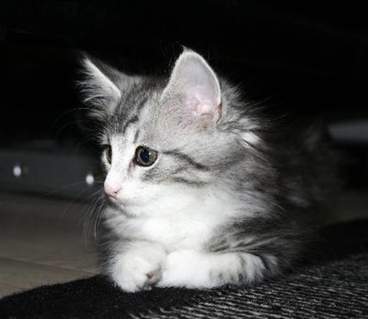 Norsk Skovkat Alya billede 1