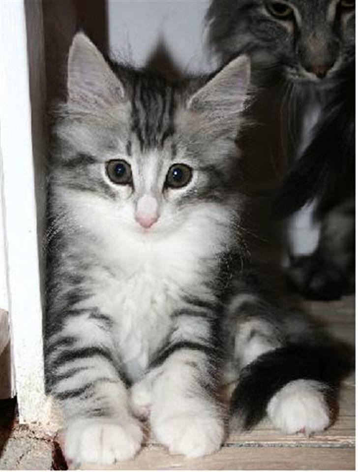 Norsk Skovkat Alya billede 2