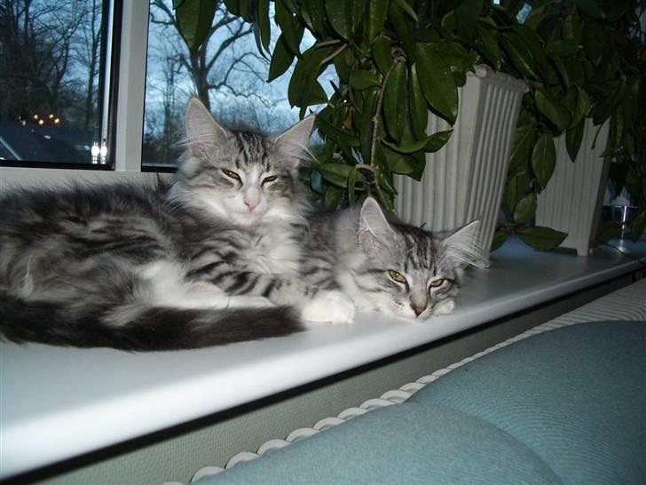 Norsk Skovkat Alya billede 3