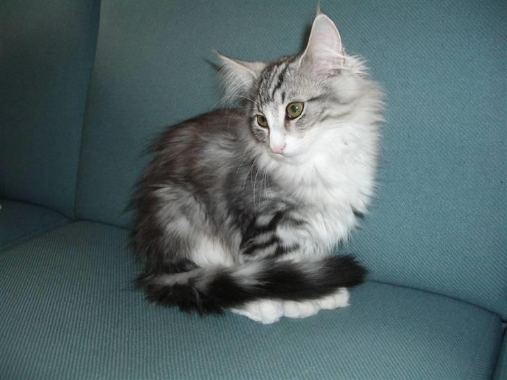 Norsk Skovkat Alya billede 5