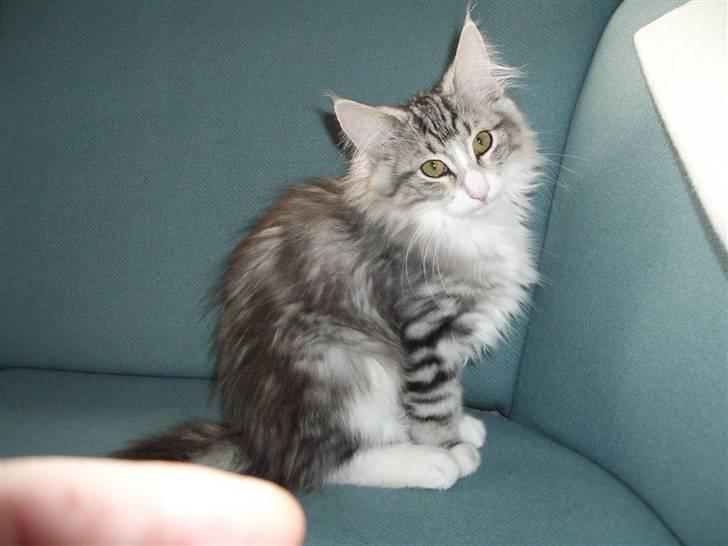 Norsk Skovkat Alya billede 6