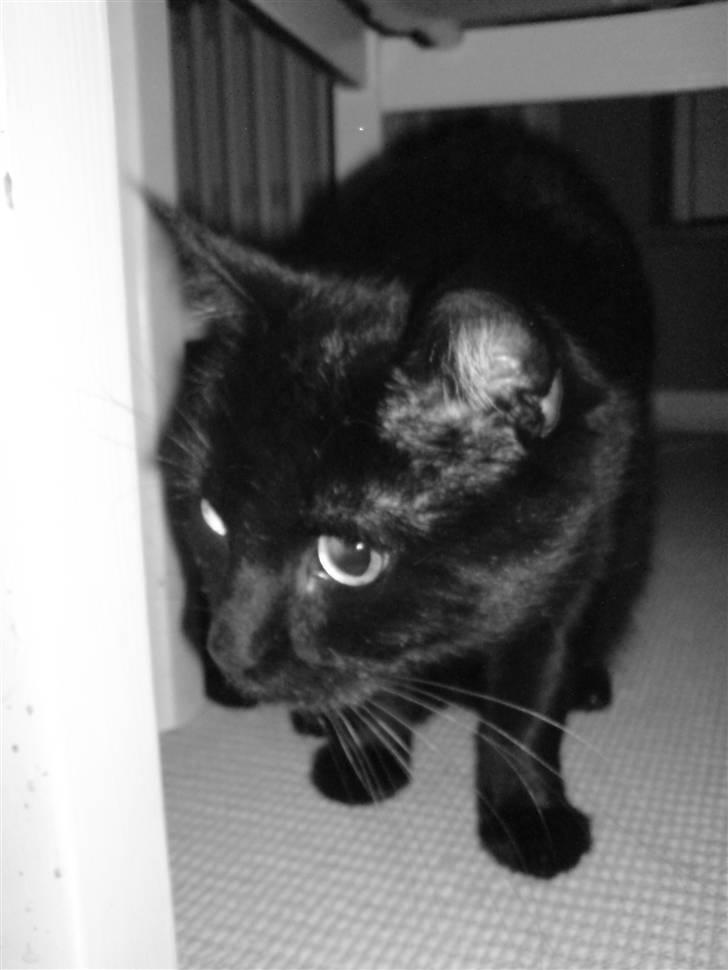 Huskat Arez - arez nyder at snakke til fuglene  billede 2