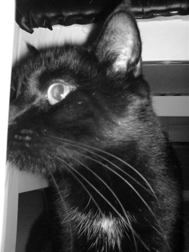 Huskat Arez - arez billede 3