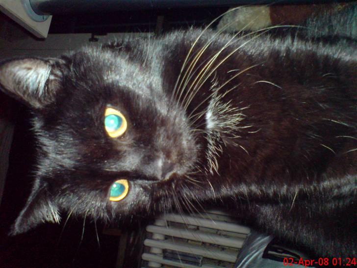 Huskat Arez - arez billede 4