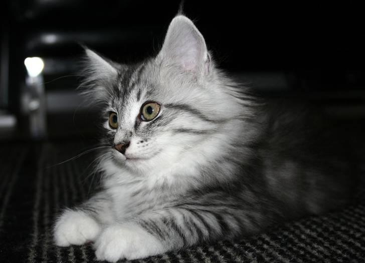 Norsk Skovkat Gineah billede 1