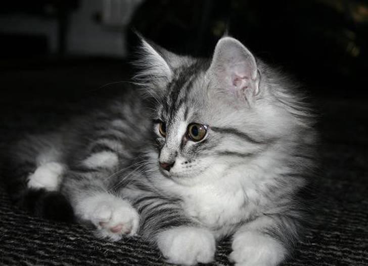 Norsk Skovkat Gineah billede 2