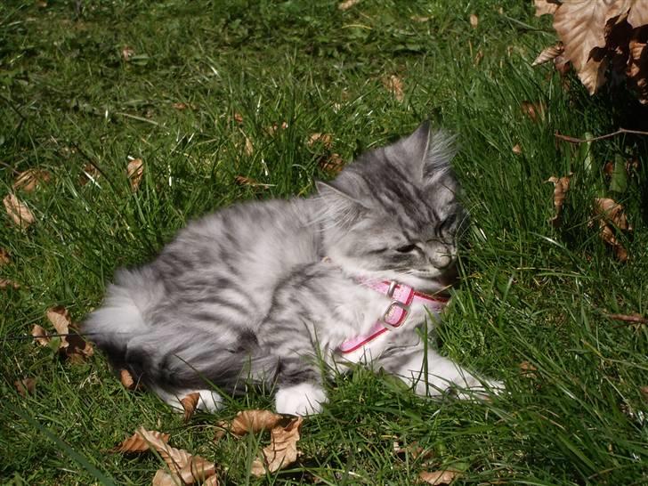 Norsk Skovkat Gineah billede 3