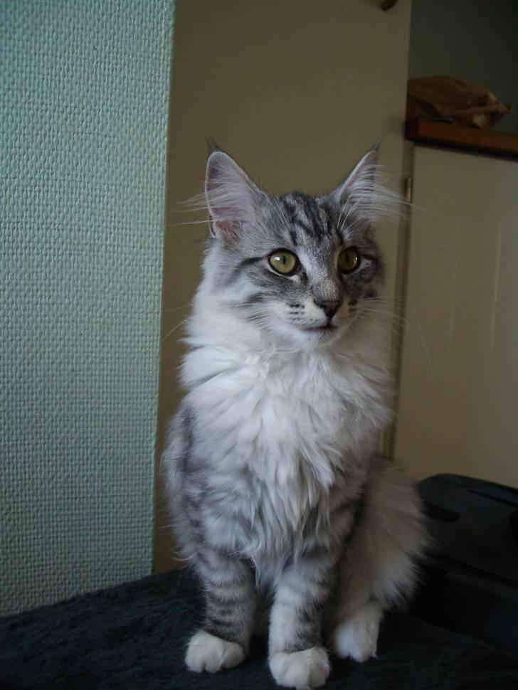 Norsk Skovkat Gineah billede 4