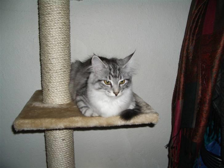 Norsk Skovkat Gineah billede 5