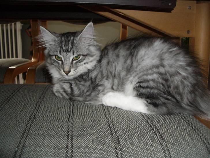 Norsk Skovkat Gineah billede 6
