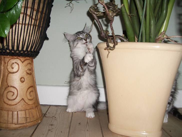 Norsk Skovkat Gineah billede 7