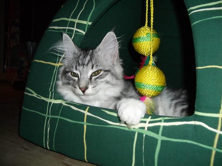 Norsk Skovkat Gineah billede 8