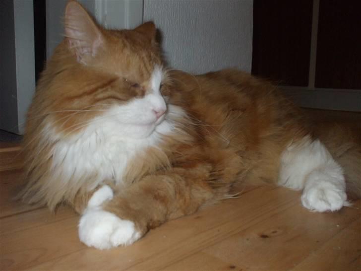 Norsk Skovkat Tiger - Livs nyder billede 15