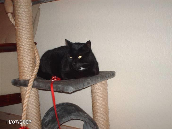 Huskat tot billede 1