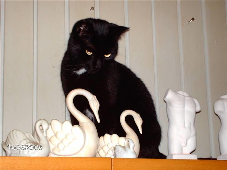 Huskat tot billede 5