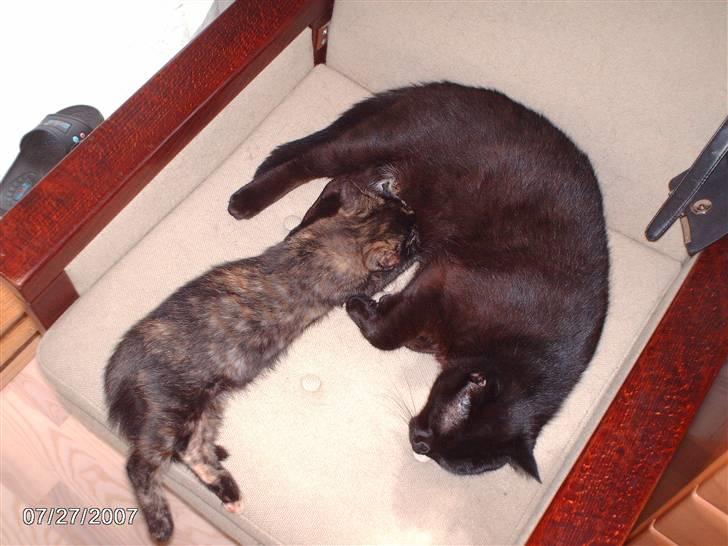 Huskat tot - tor killing fra 14/5 07 billede 6