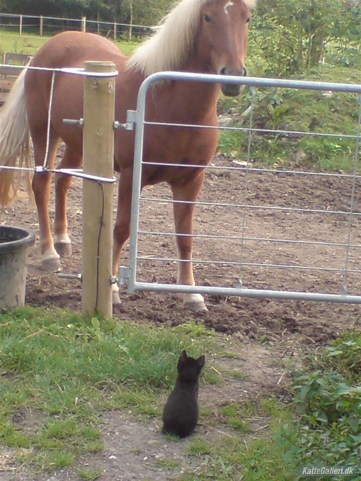 Huskat Gucci billede 2