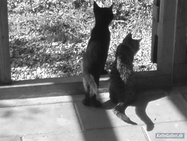 Huskat Gucci billede 4