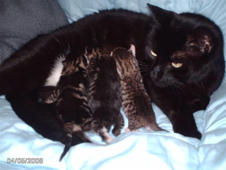 Huskat tot - tot 3 killing ra 4/4 08. billede 8