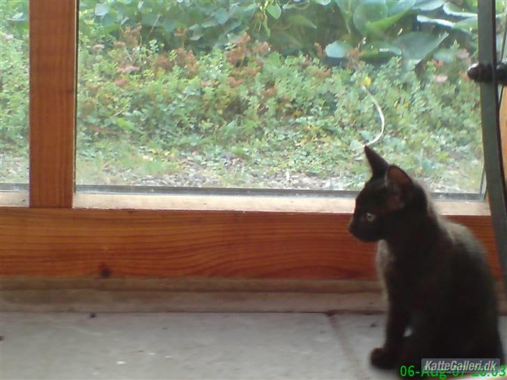 Huskat Gucci billede 5