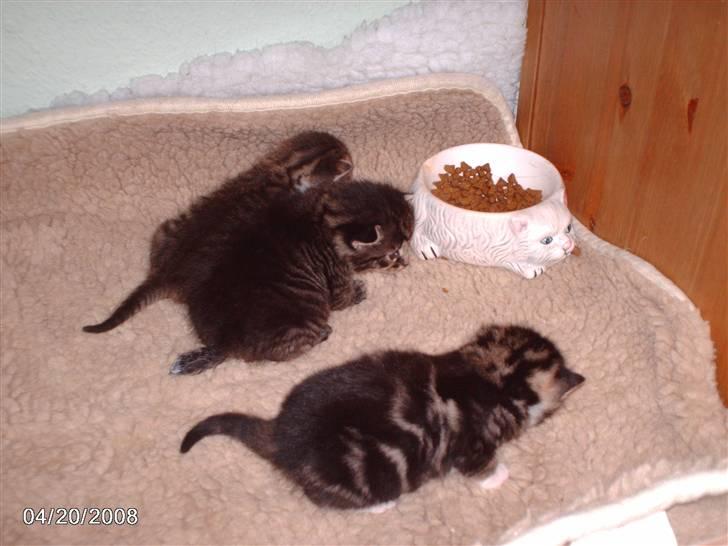 Huskat tot - de 3 små. 2 piger og en dreng. billede 9