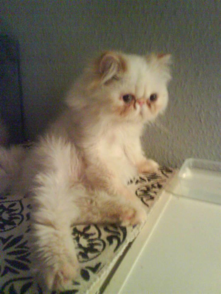 Colorpoint DK Lai-An´s True Love billede 4