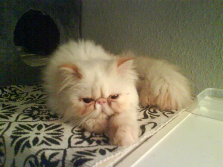 Colorpoint DK Lai-An´s True Love billede 5