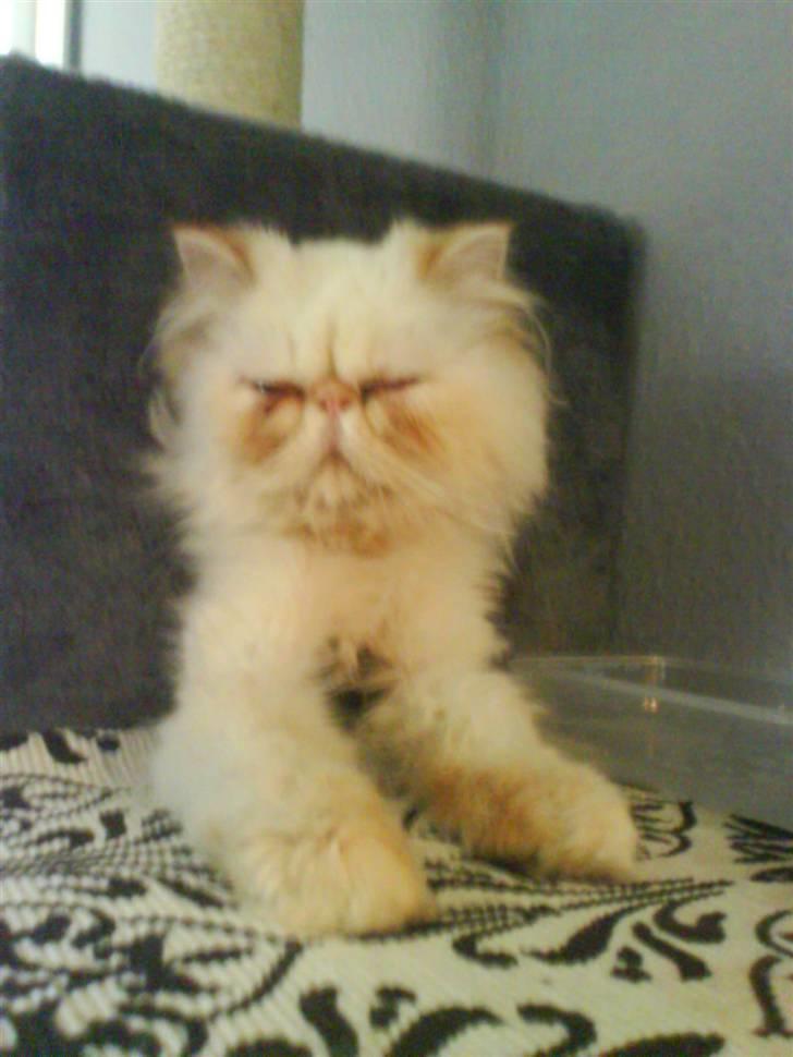 Colorpoint DK Lai-An´s True Love billede 6