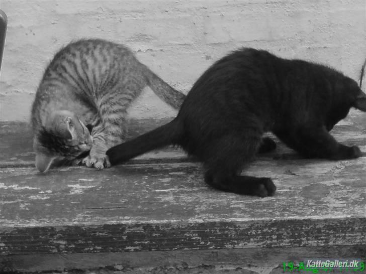 Huskat Gucci billede 8