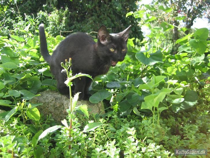 Huskat Gucci billede 9