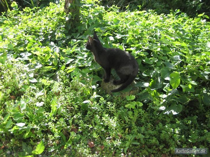 Huskat Gucci billede 10