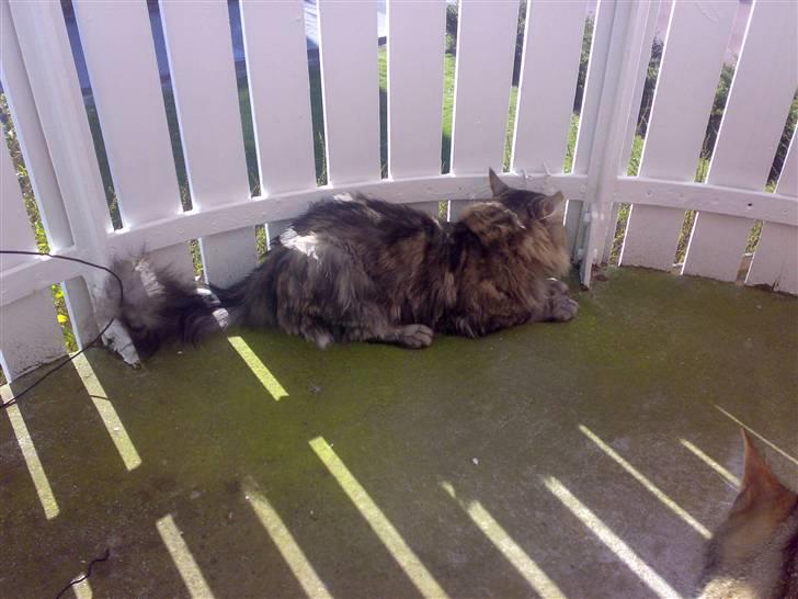 Maine Coon mercy - hovsa er der også en verden der ude billede 12