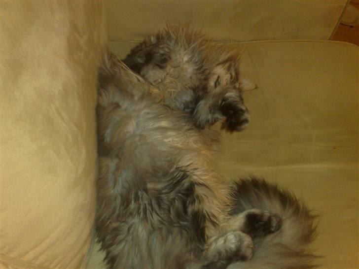 Maine Coon mercy - der er dejligt at ligge her billede 13