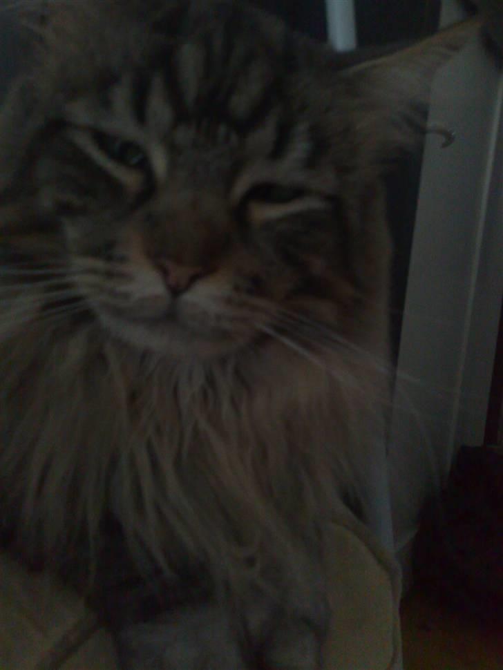 Maine Coon mercy - hej mor billede 14