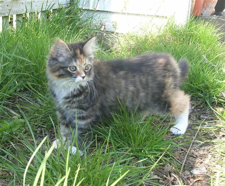 Norsk Skovkat Tica - Ude for 1 gang billede 7