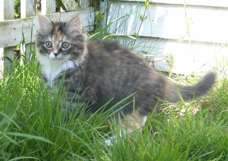 Norsk Skovkat Tica - Ude for 1 gang billede 8