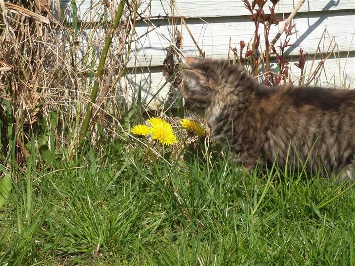 Norsk Skovkat Tica - Ude for 1 gang billede 9